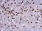 CREB Antibody in Immunohistochemistry (Paraffin) (IHC (P))