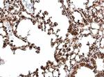 CREB Antibody in Immunohistochemistry (Paraffin) (IHC (P))