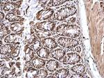 CREB Antibody in Immunohistochemistry (Paraffin) (IHC (P))