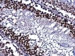 CREB Antibody in Immunohistochemistry (Paraffin) (IHC (P))