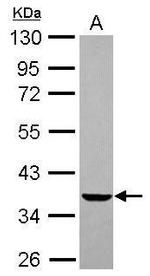 EDG2 Antibody in Western Blot (WB)