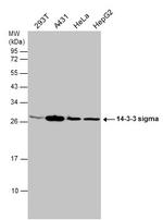 14-3-3 sigma Antibody in Western Blot (WB)