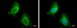 HSP27 Antibody in Immunocytochemistry (ICC/IF)