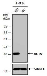 HSP27 Antibody in Western Blot (WB)