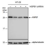 HSP27 Antibody in Western Blot (WB)