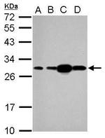 HSP27 Antibody in Western Blot (WB)