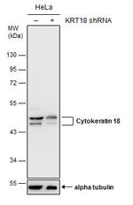 Cytokeratin 18 Antibody in Western Blot (WB)