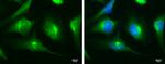 MyD88 Antibody in Immunocytochemistry (ICC/IF)