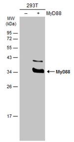 MyD88 Antibody in Western Blot (WB)