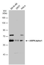 AMPK alpha-1 Antibody in Western Blot (WB)