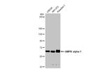 AMPK alpha-1 Antibody in Western Blot (WB)