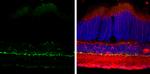 Tyrosine Hydroxylase Antibody in Immunohistochemistry (Frozen) (IHC (F))