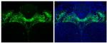 Tyrosine Hydroxylase Antibody in Immunohistochemistry (Paraffin) (IHC (P))