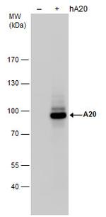 TNFAIP3 Antibody in Western Blot (WB)