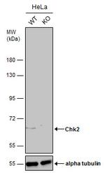 CHK2 Antibody in Western Blot (WB)