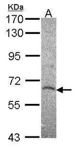 HDAC2 Antibody in Western Blot (WB)