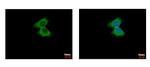 alpha Actinin 4 Antibody in Immunocytochemistry (ICC/IF)