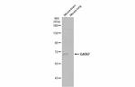 GAD67 Antibody in Western Blot (WB)