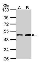 GATA1 Antibody in Western Blot (WB)