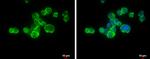 CD11a Antibody in Immunocytochemistry (ICC/IF)