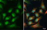 PAX6 Antibody in Immunocytochemistry (ICC/IF)