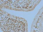 PAX6 Antibody in Immunohistochemistry (Frozen) (IHC (F))