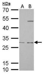 Prohibitin Antibody in Western Blot (WB)