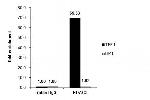 HDAC3 Antibody in ChIP Assay (ChIP)