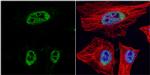 HDAC3 Antibody in Immunocytochemistry (ICC/IF)