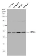 HDAC3 Antibody in Western Blot (WB)