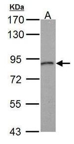 STIM1 Antibody in Western Blot (WB)