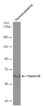 Factor XI Antibody in Western Blot (WB)