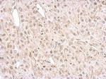 NMDAR2A Antibody in Immunohistochemistry (Paraffin) (IHC (P))