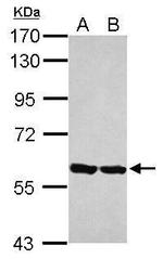 ERp57 Antibody in Western Blot (WB)