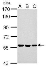 ERp57 Antibody in Western Blot (WB)