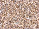 ERp57 Antibody in Immunohistochemistry (Paraffin) (IHC (P))