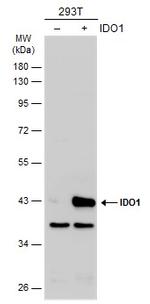 IDO Antibody in Western Blot (WB)