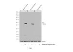 IDO Antibody in Western Blot (WB)