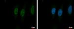 PSMA5 Antibody in Immunocytochemistry (ICC/IF)