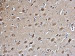 PSMA5 Antibody in Immunohistochemistry (Paraffin) (IHC (P))