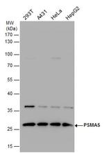 PSMA5 Antibody in Western Blot (WB)