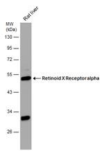 RXRA Antibody in Western Blot (WB)