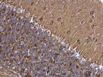 SNAP25 Antibody in Immunohistochemistry (Paraffin) (IHC (P))