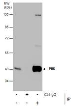 PBK Antibody in Immunoprecipitation (IP)