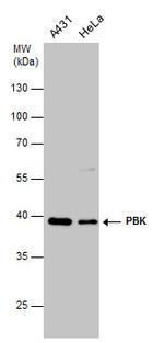 PBK Antibody in Western Blot (WB)