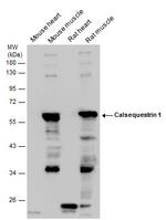 Calsequestrin Antibody in Western Blot (WB)