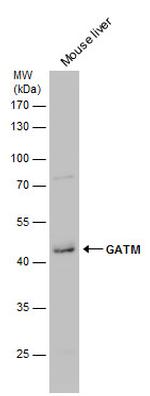 GATM Antibody in Western Blot (WB)