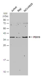 PEX19 Antibody in Western Blot (WB)