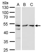 TAF7 Antibody in Western Blot (WB)