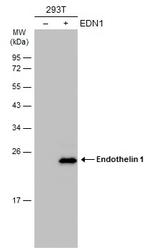 Endothelin 1 Antibody in Western Blot (WB)